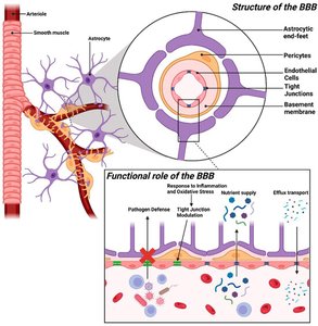 Structure and function of the blood-brain barrier (BBB)