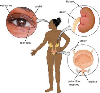 Illustration of tears and urinary tract as mechanical defenses