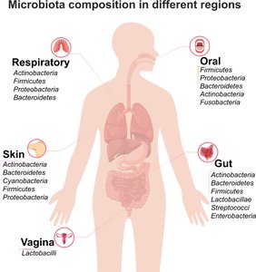 Microbiota composition in different body regions
