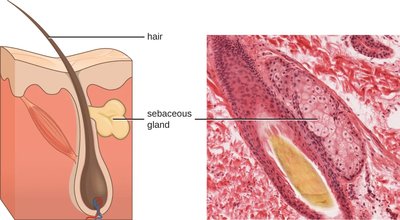 Sebaceous gland secreting sebum