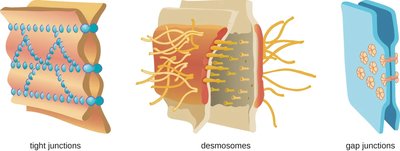 Illustration of tight junctions, desmosomes, and gap junctions