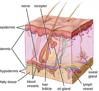 Cross-section of skin showing epidermis, dermis, and hypodermis