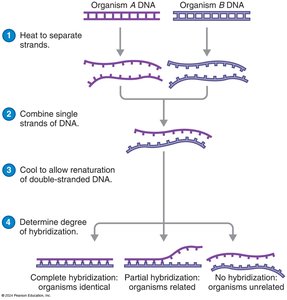 Nucleic acid hybridization process