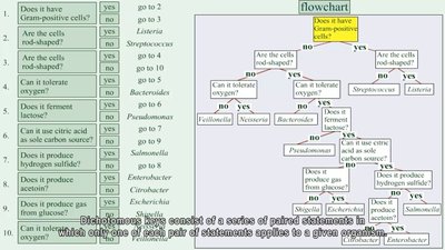 Dichotomous key with paired statements and flowchart