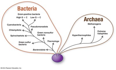 Phylogenetic tree showing relationships among Bacteria and Archaea