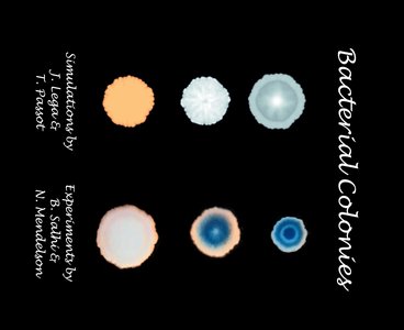 Bacterial colony morphologies