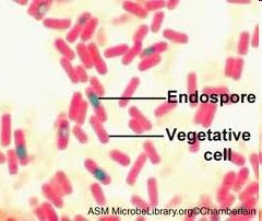 Endospore and vegetative cell in Gram stain