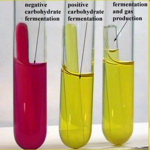 Carbohydrate fermentation test results