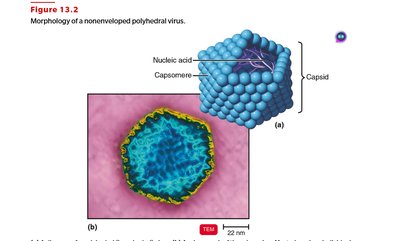 Morphology of a nonenveloped polyhedral virus