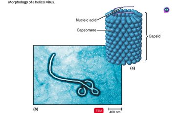 Morphology of a helical virus