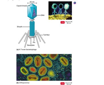 Complex virus structure: bacteriophage and poxvirus