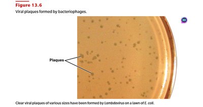 Viral plaques formed by bacteriophages
