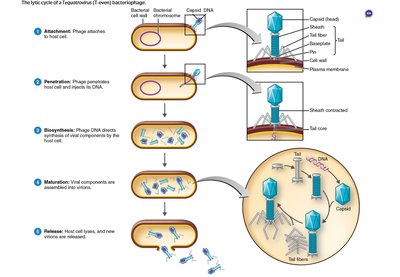The lytic cycle of a T-even bacteriophage