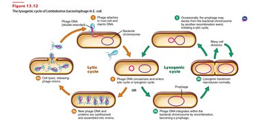 The lysogenic cycle of a bacteriophage