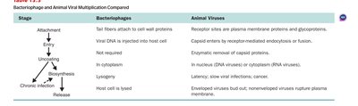 Bacteriophage and animal viral multiplication compared