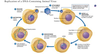 Replication of a DNA-containing animal virus