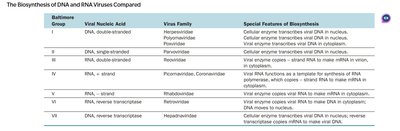 The biosynthesis of DNA and RNA viruses compared