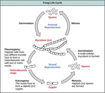Fungal life cycle showing asexual and sexual reproduction