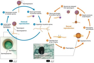 Life cycle of Rhizopus, a zygomycete