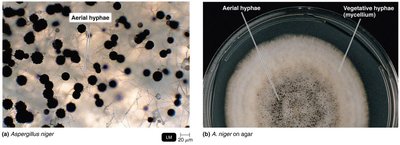 Aerial and vegetative hyphae of Aspergillus niger