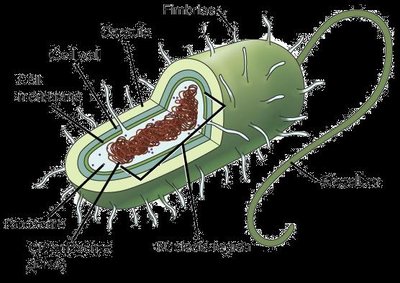 Diagram of bacterial cell with labeled fimbriae and glycocalyx