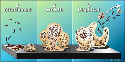 Stages of biofilm formation: attachment, growth, dispersal