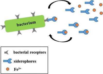 Diagram of siderophores binding iron and returning to bacterium