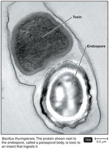 TEM image of Bacillus thuringiensis endospore and toxin
