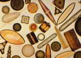 Microscopic view of algae