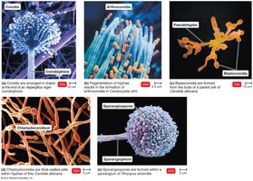 Representative images of asexual spores: conidia, arthroconidia, blastoconidia, chlamydoconidia, sporangiospores