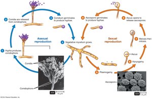 Life cycle of Penicillium, an ascomycete, showing asexual and sexual reproduction