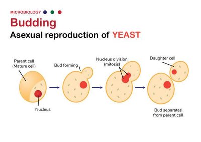 Budding in yeast