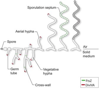 Spore formation in Streptomyces