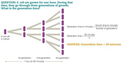 Calculation of generation time
