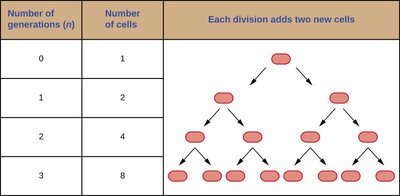 Exponential growth table