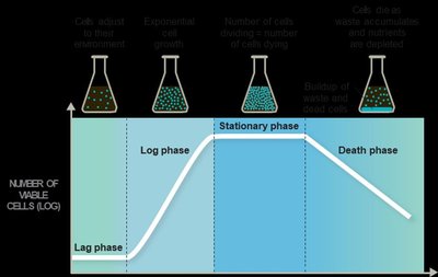 Bacterial growth curve