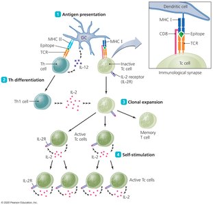 Activation of cytotoxic T cells