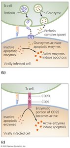 Cytotoxic T cell killing pathways