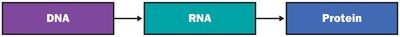 Central dogma: DNA to RNA to Protein