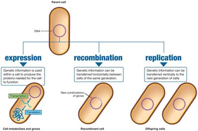 Expression, recombination, and replication of genetic information in cells
