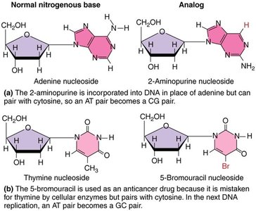 Nucleoside analogs as chemical mutagens