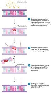 UV-induced DNA damage and repair