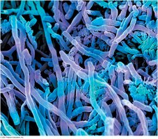 Streptomyces, a filamentous bacterium