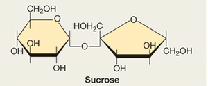 Compatible solutes of microorganisms