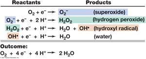 Four-electron reduction of O2 to H2O