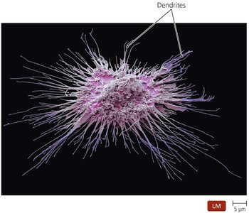 Dendritic cell with dendrites