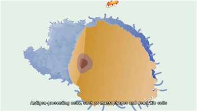 Antigen presentation by APCs