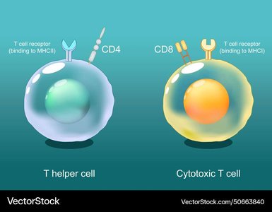 Helper T cell and cytotoxic T cell comparison