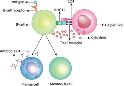 B cell receptor structure