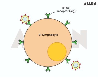 B-lymphocyte with B cell receptors